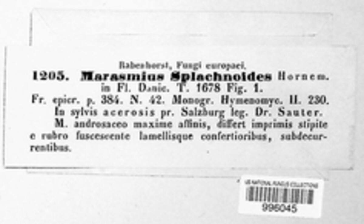 Marasmius splachnoides image